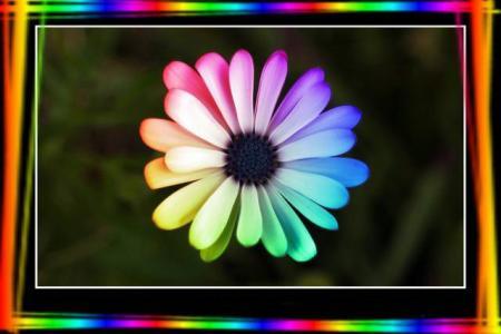 La CoUlEuR dEs FlEuRs